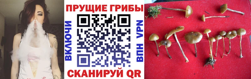 Псилоцибиновые грибы Psilocybine cubensis  цена наркотик  mega вход  Кущёвская 